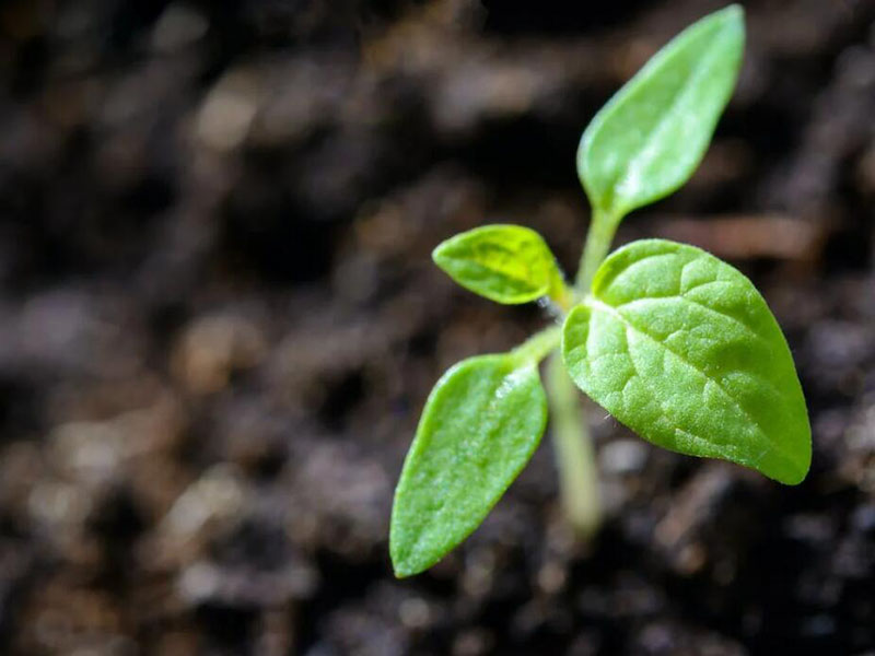 土壤常見重金屬污染指標(biāo)有哪些（土壤重金屬污染的特點(diǎn)）